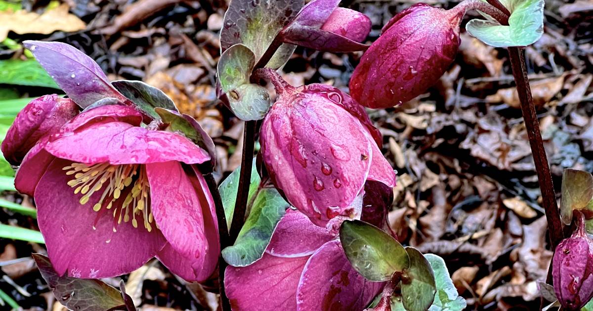 Hellebores fabulous finale in the winter garden | The Land