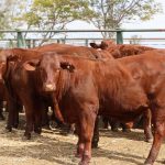 Nebo Slouch Hat Campdraft | Queensland Country Life