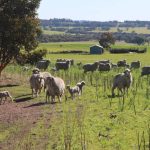 Field walks highlight mice damage in WA crops | Farm Weekly