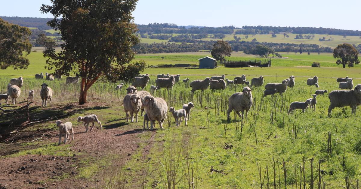 Merino commitment is unwavering