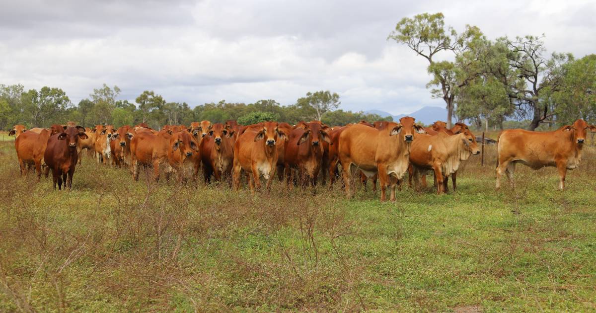 Beef drives Queensland's rural debt to stunning $24 billion