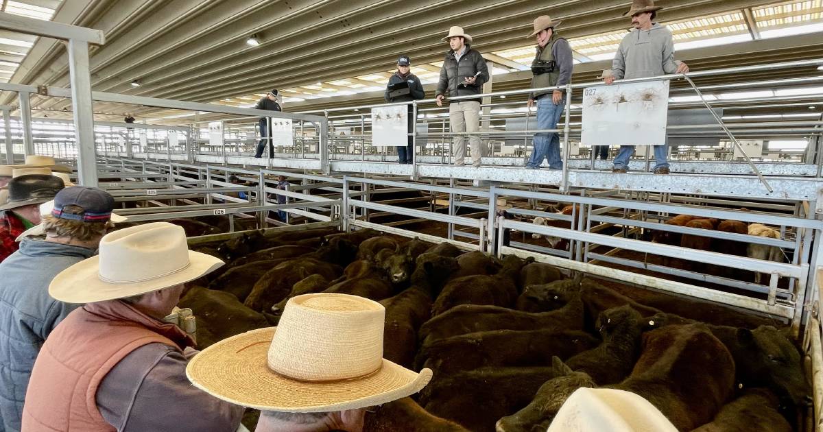 Heavy cattle in demand | Prime market update