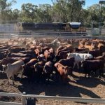 Industry fightback against pasture dieback continues