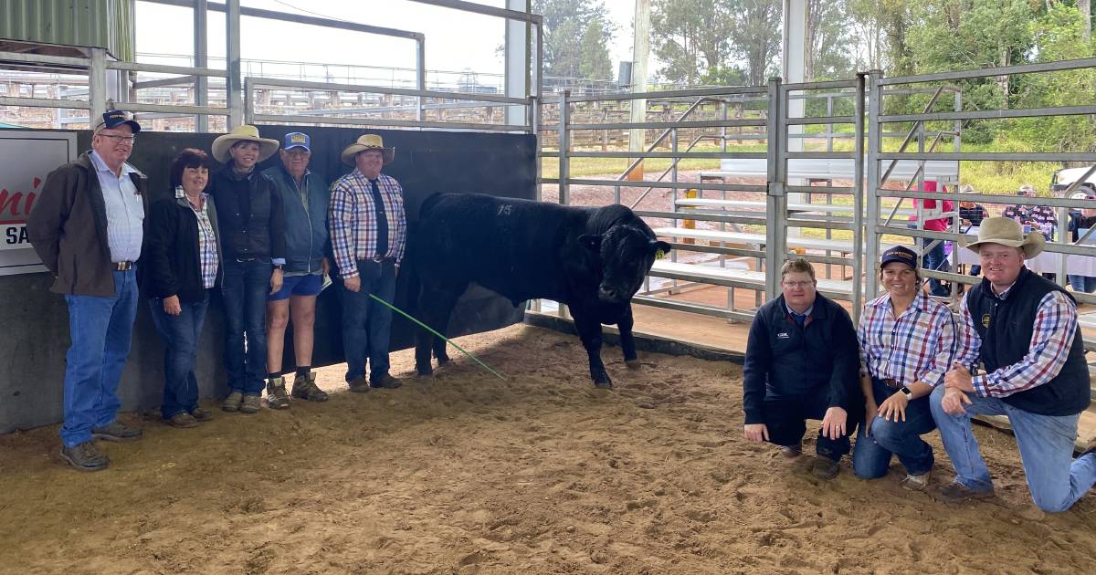 Inaugural Coolabunia Limousin bull sale tops at $28,000