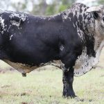 Timora presents 4000 breeding cow opportunity | Pictures