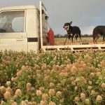 Great cattle dog muster in the Upper Hunter | The Land