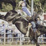 Fairview Black Simmentals top at $26,000