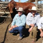 High Country Droughtie bulls to $18,000