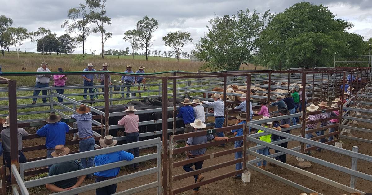 Good yarding of weaners at Monto