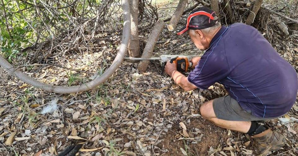 Landcare Group treat Leichhardt River rubber vine | The North West Star