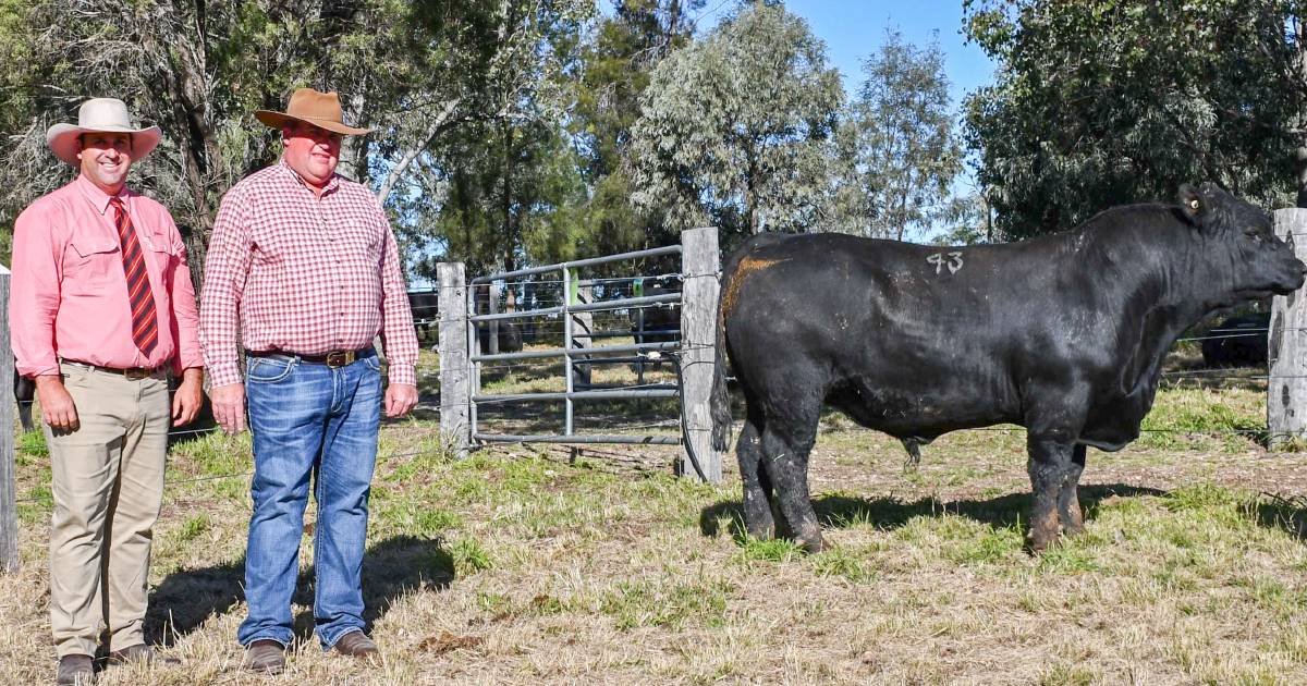 Bulliac Angus’ 2022 sale tops at $26,000 | Queensland Country Life