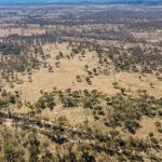 Green Day Energy trial to turn prickly acacia to biomass soon to start | The North West Star