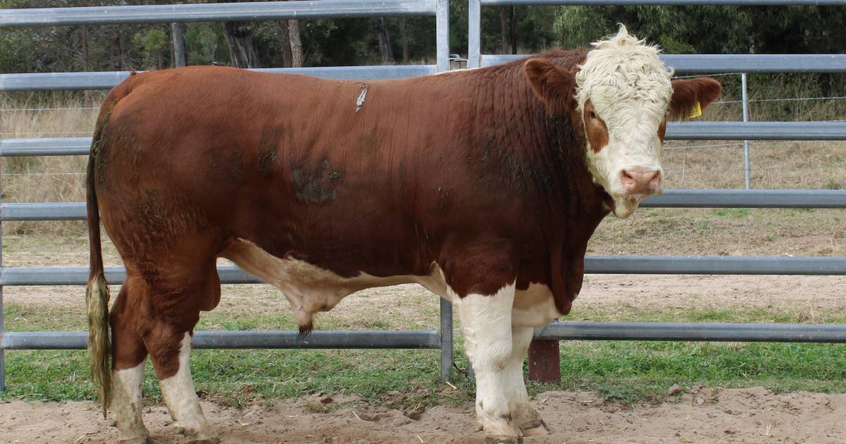 Lucrana Simmentals top at $30,000 and head to CQ