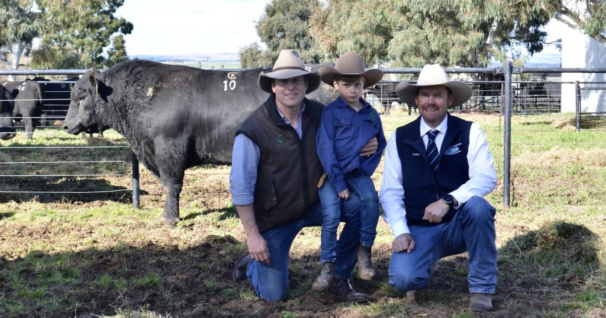 Buyer chasing quality secures the five most expensive bulls at Kenny's Creek