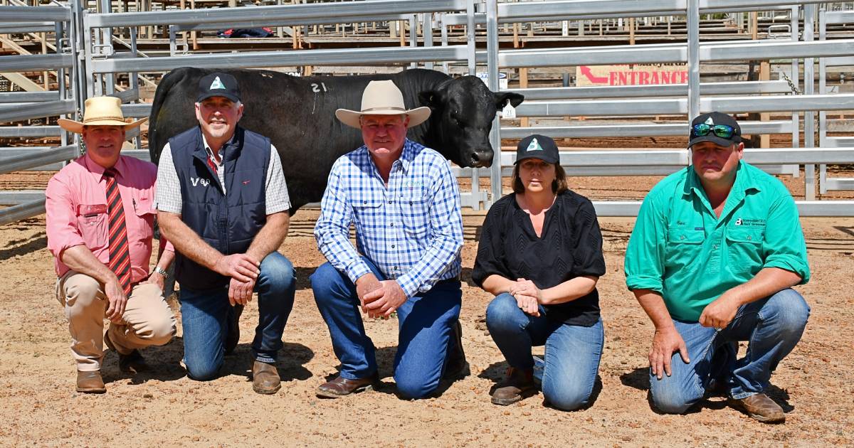 Bonnydale Black Simmentals Roma sale reaches $28,000 high | Queensland Country Life