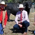 Brahman cross heifers reach 514c to return $1430 at Charters Towers store sale | North Queensland Register