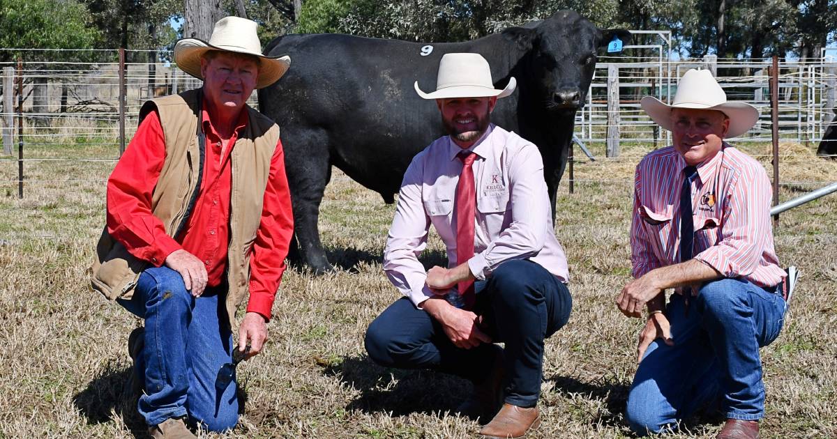 Graneta Angus and Limousin sale reaches $26,000 top | Queensland Country Life