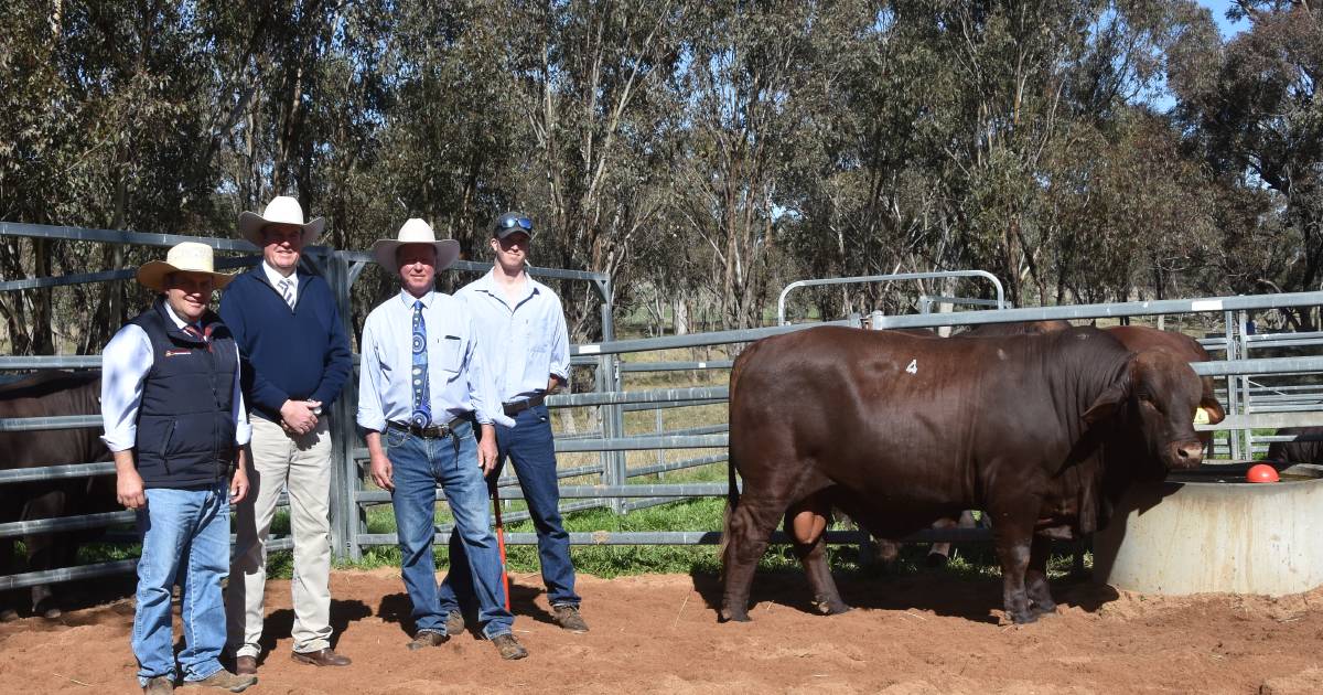 Queenslanders pay top dollar for Watasanta sires