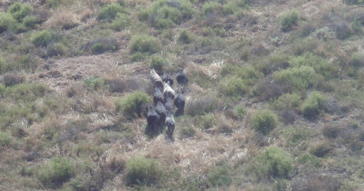 Every day 92 feral pigs are culled in this state