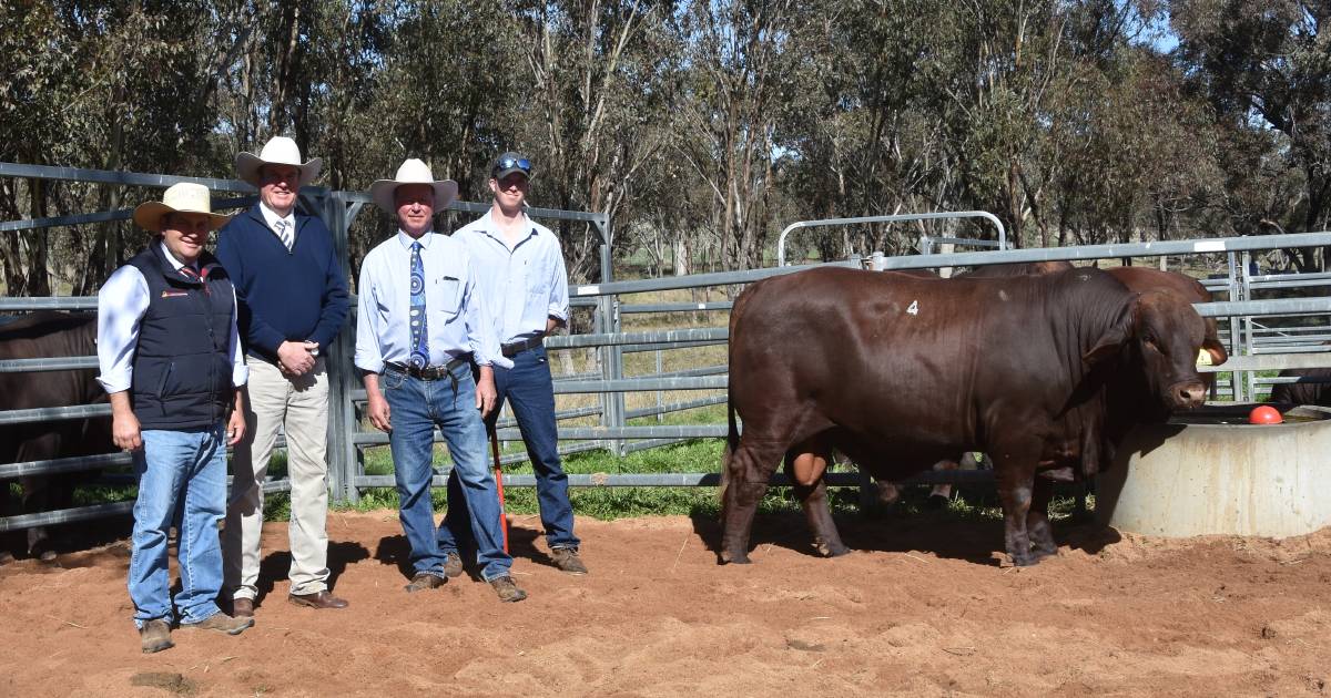 Studs from NSW and Queensland pay top dollar for Watasanta sires