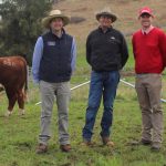 Graneta Angus and Limousin sale reaches $26,000 top | Queensland Country Life