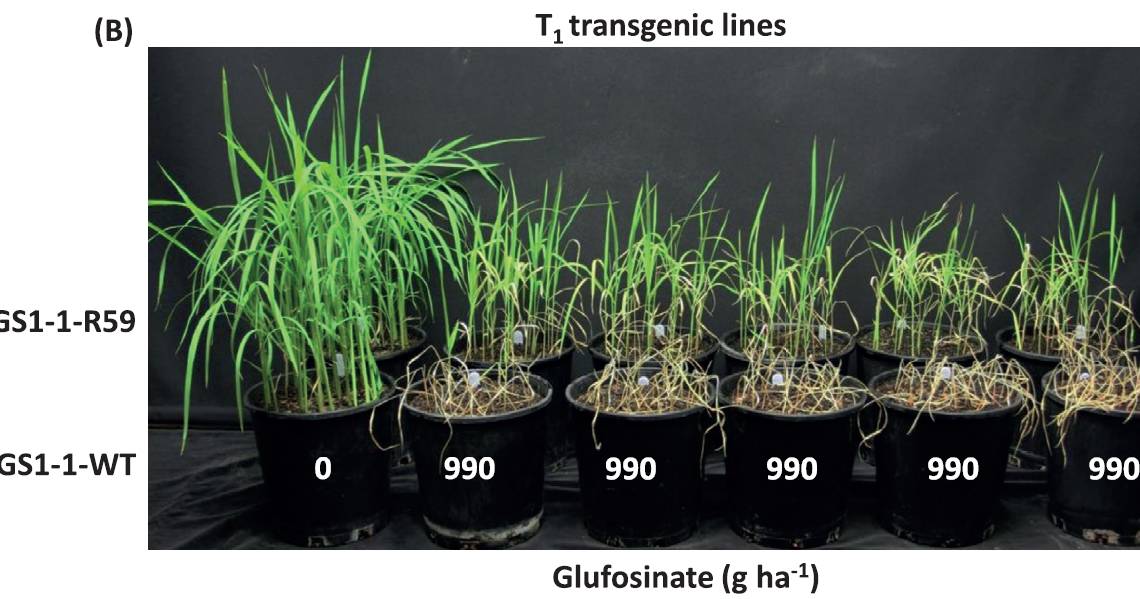 Concerns over glufosinate resistance detected