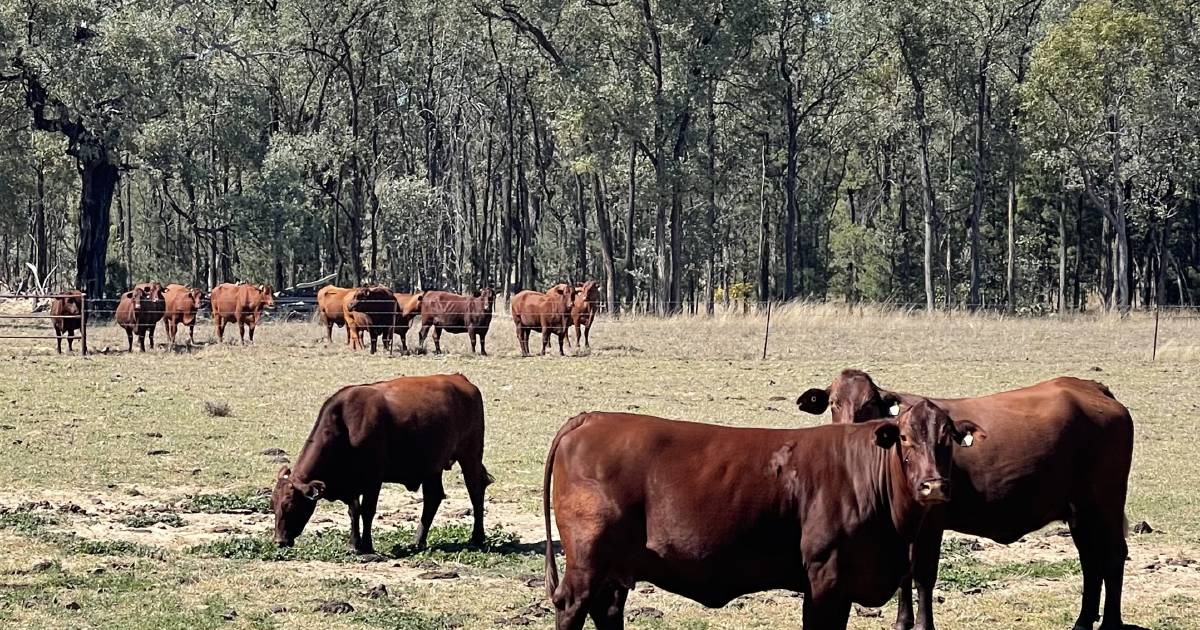 Pavys success with Santas on Green Hills | Queensland Country Life