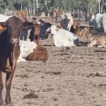 Traditional African breed up for bids in Australian first