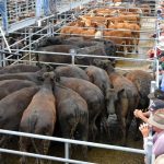 Mid-weight young steers kick $114 higher, to average $1744 on AuctionsPlus | Queensland Country Life