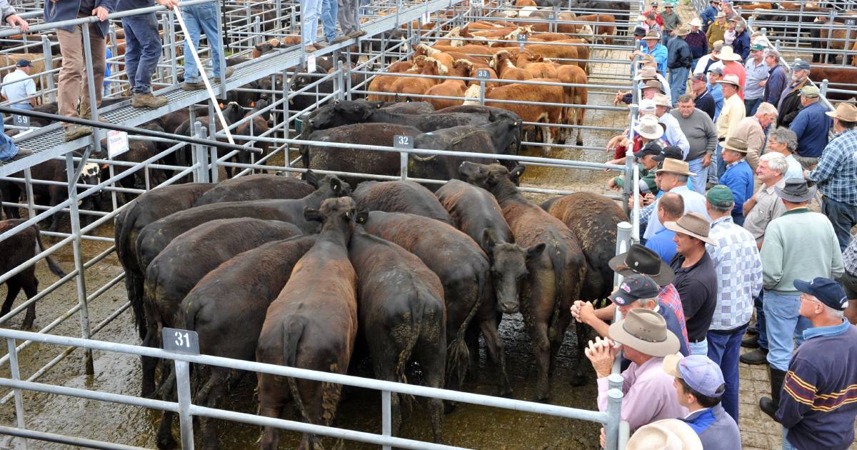 Store cattle easing at Bega