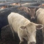 Breed and feed are crucial on Bruce Rock farm | Farm Weekly