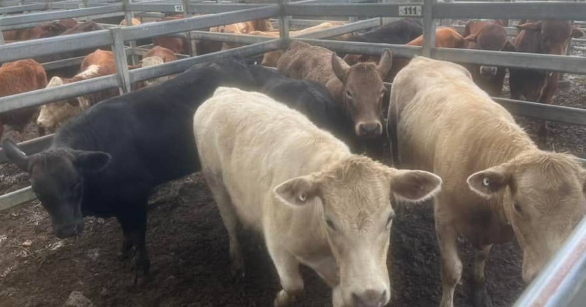 Brangus steers make $1460 at Woodford