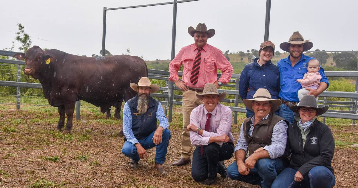 Cree Santa Gertrudis Stud achieves new stud record top price at on-property bull sale | Queensland Country Life