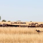 Are Australian wheat prices good or bad?