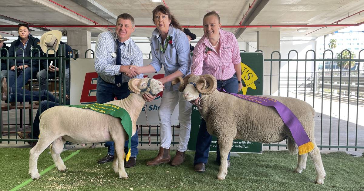 Meatsheep breeds on show