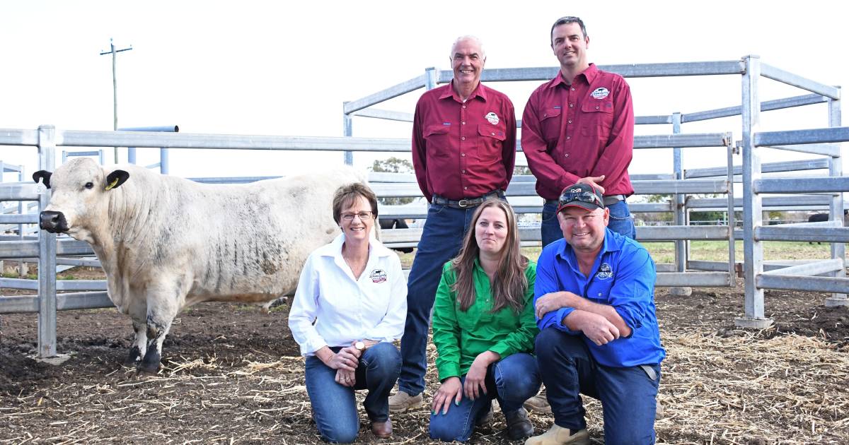 Dorroughby Speckle Park Invitational sale clears all 29 bulls and 28 females | Queensland Country Life