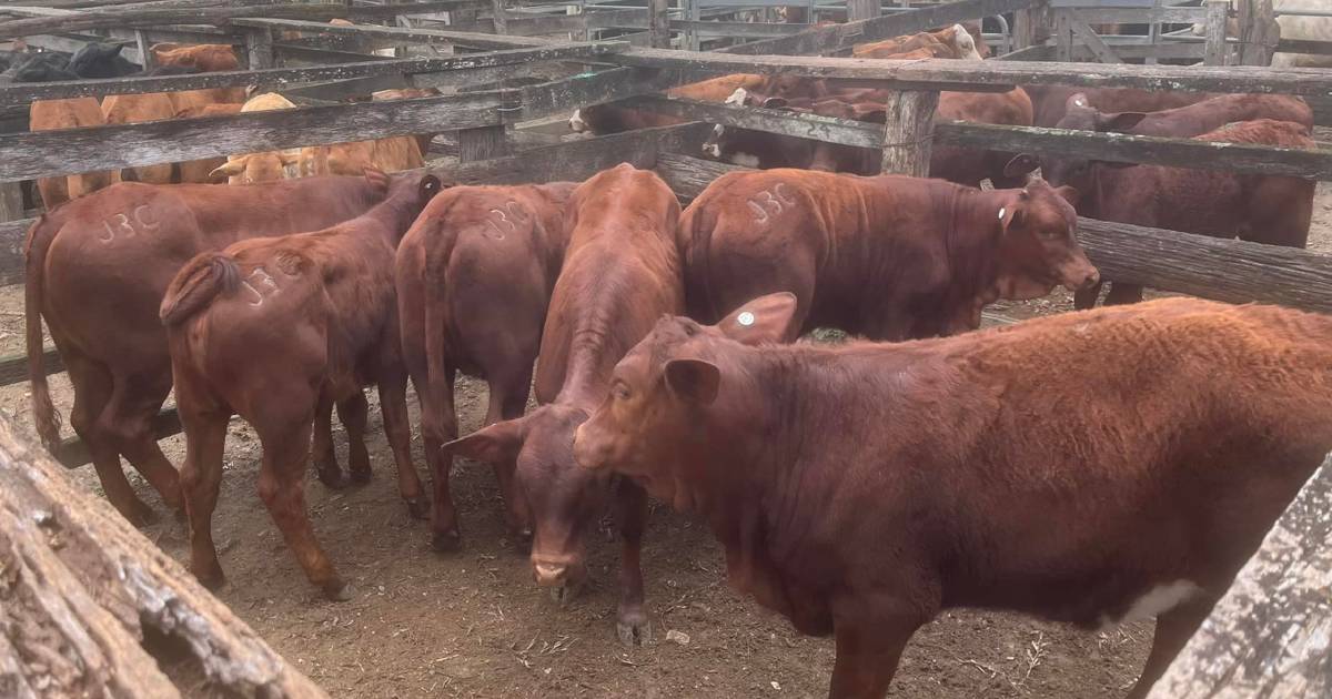 Angus weaner steers sell for $1870 at Woodford | Queensland Country Life