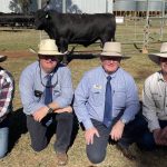 Weaner steers reach 492c, average 489c at Mareeba | North Queensland Register