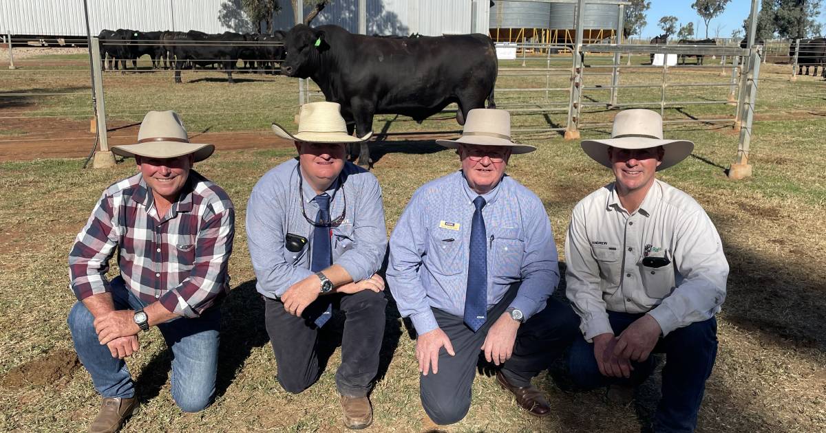 Raff Angus claims new stud record top price and average