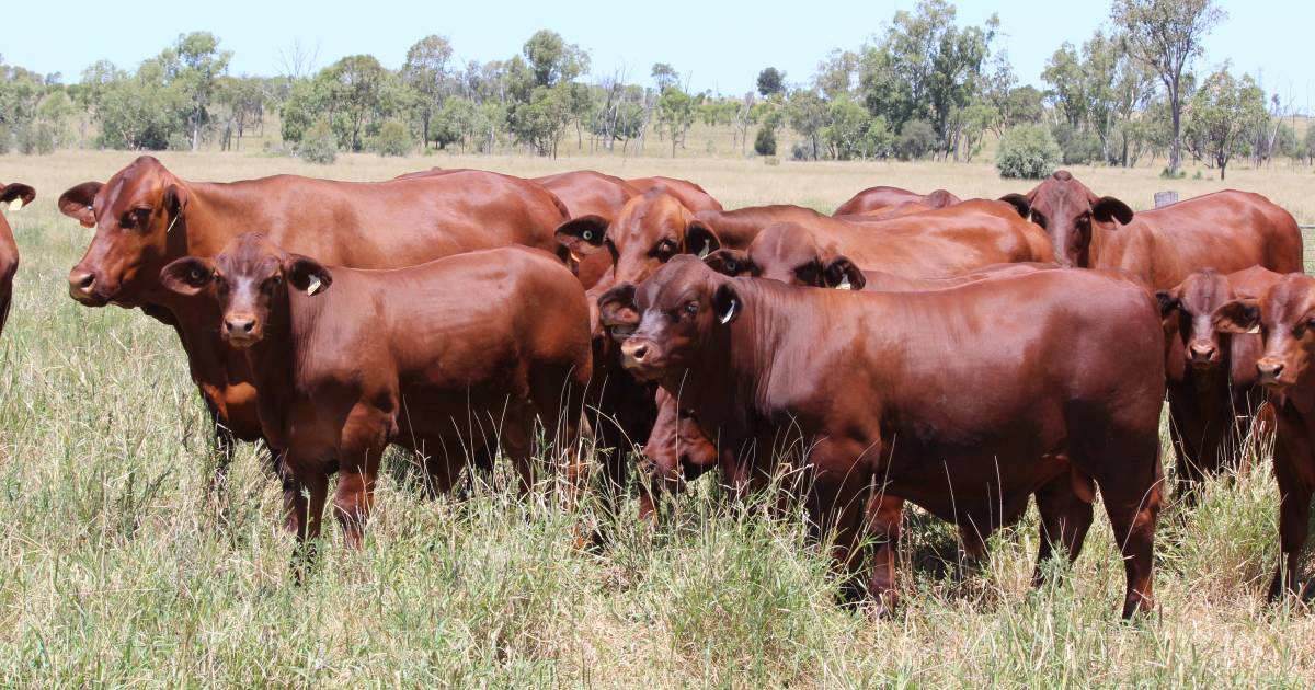 Moongana poll-heavy sale draft set to impress | Queensland Country Life