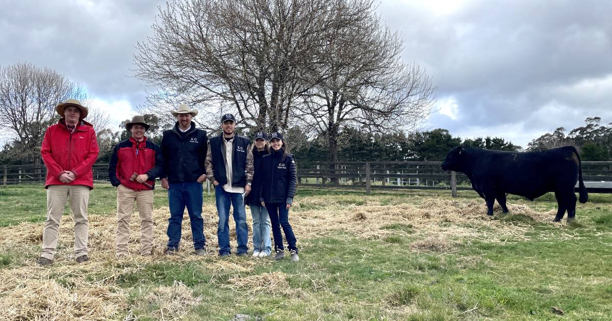 KO Angus top price bull sells to a Goulburn buyer