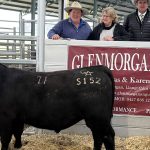 Buyer confidence at Moura cattle sale