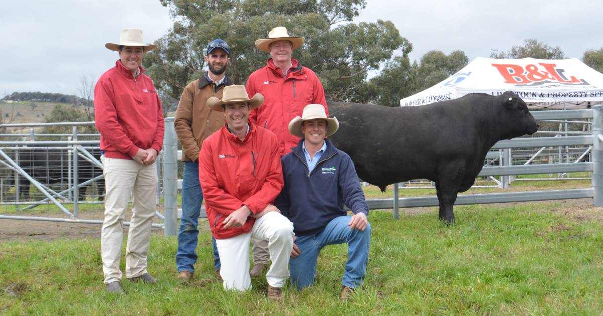 Gilmandyke Angus tops at $55,000 and averages $19,675 | The Land