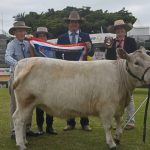 O'Sullivans black Limousins dominate | Pictures