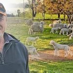 WA State Sheep Show winners Wililoo Merinos travel to the Rabobank Merino National at Dubbo | The Land