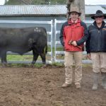 Meatsheep breeds on show