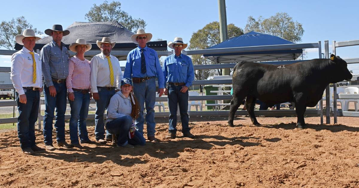 U8J Cattle Co tops second annual Exton Angus Invitational bull sale at Dalby | Queensland Country Life