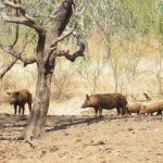 Flinders mayor calls for review of drought declaration system