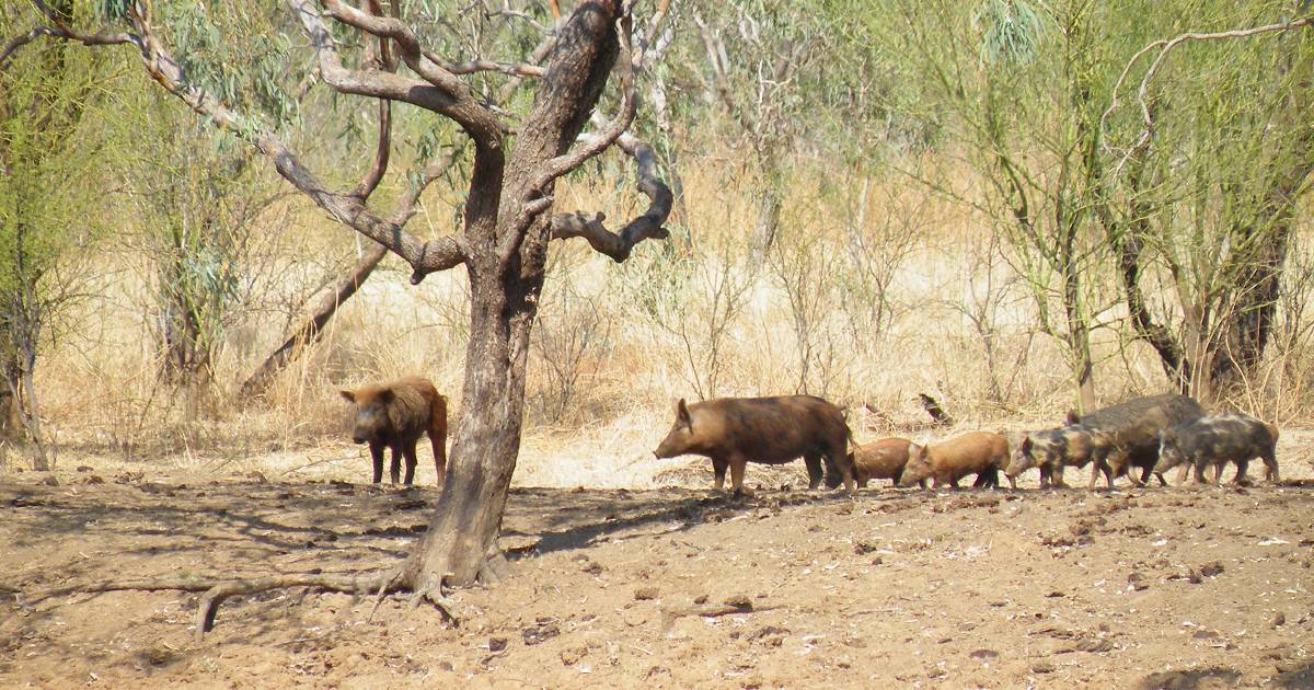 Monitoring of feral pigs integral to control