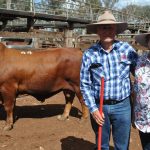 Pasture dieback research needs to move into restoration: NABRC | North Queensland Register